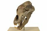 Fossil Cave Bear (Ursus spelaeus) Skull - Extremely Large! #240205-2